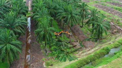 Birds-eye-view-aerial-drone-fly-around-capturing-a-digger-excavator-removing-the-palm-trees-with-birds-foraging-on-the-side,-deforestation-for-palm-oil,-environmental-concerns-and-habitat-loss
