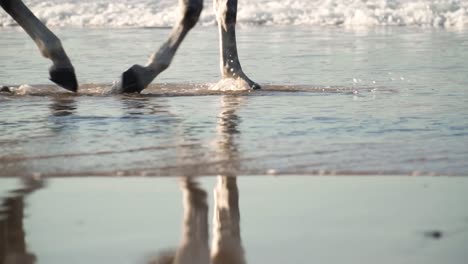Nahaufnahme-Von-Weißen-Pferdefüßen,-Die-Langsam-Auf-Meerwasser-über-Strandsand-Galoppieren,-Mit-Meereswellen,-Die-Sich-Im-Hintergrund-Nähern,-Filmische-Super-Zeitlupen-Seitenansicht