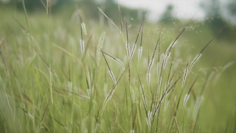 A-close-up-shallow-depth-of-field-shot-of-wild-grass-and-its-blossoming-flower-in-a-field,-India