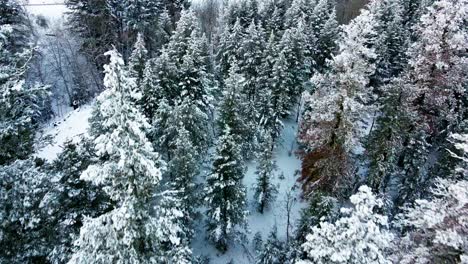 An-aerial-view-of-a-Canadian-needle-forest-with-a-combination-of-young-vegetation,-brown-pines,-and-spruce-trees-covered-in-snow,-seen-from-a-zooming-perspective