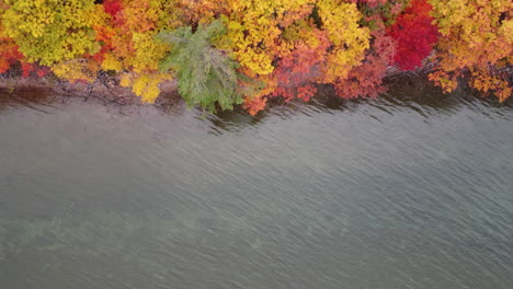 Drone-shot-of-trees-with-dominant-yellow-leaves-in-autumn