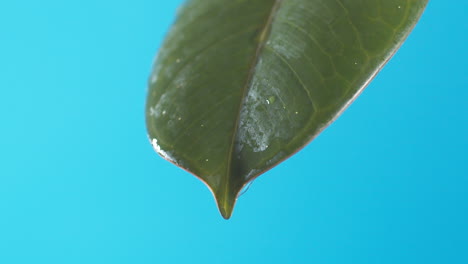 Drops-of-water-drip-from-the-green-leave-down-on-the-blue-background