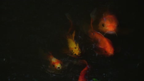 group-of-golden-yellow-orange-fishes-swimming-together-in-one-direction-different-sizes-split-at-the-end-looking-begging-for-food-slow-motion-water-drops-falling-down-dark-waters-shinning-vibrant