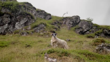 Wilde-Schottische-Schafe,-Die-Auf-Der-Spitze-Des-Hügels-Nach-Raubtieren-Ausschau-Halten