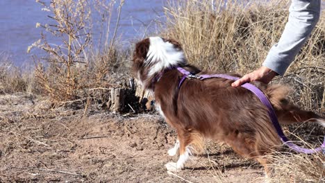 Dog-Learning-How-to-Sit-on-a-Walk