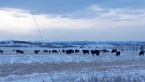 Herd-of-beef-cows-graze-snowy-pasture-at-dawn-on-Alberta-cattle-ranch