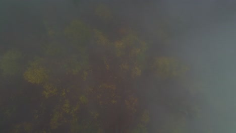 Autumn-forest-trees-disappearing-in-thick-fog