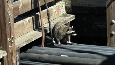 Two-raccoons-Standing-on-Black-Pipe-Near-Wooden-Structure