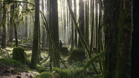 Light-shines-through-trees-as-hiker-walks-in-mysterious,-mossy-forest,-Canada