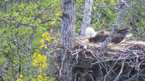 A-mother-bald-eagle-attends-to-her-baby-eagle-chick-in-an-eagle-nest-on-Kodiak-Island-Alaska