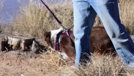 Dog-Heeling-With-Owner-on-a-Hike