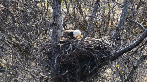 A-mother-bald-eagle-sits-in-her-eagle-nest-and-attends-to-her-baby-eagle-chick