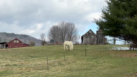 Two-white-horses-on-farmland-and-field-in-countryside