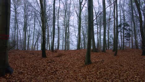 A-forest-with-fallen-leaves-on-the-ground-in-a-cold,-foggy-autumn