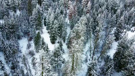 View-of-a-Canadian-forest-with-a-combination-of-young-vegetation,-brown-pines,-and-spruces-overshadowed-by-snow-covered-trees-from-an-aerial-perspective