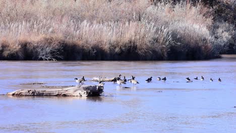 Ducks-and-Geese-in-Albuquerque-New-Mexico