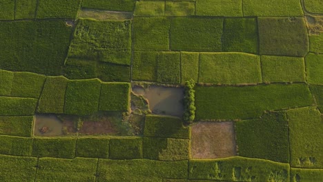 Aerial-Birds-Eye-View-Of-Patchwork-Green-Fields-In-Rural-Countryside-In-Sylhet