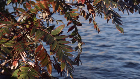 Fall-Foliage-Hanging-Over-East-River-waves,-small-leaves-with-red-pigment,-USA,-Close-Up