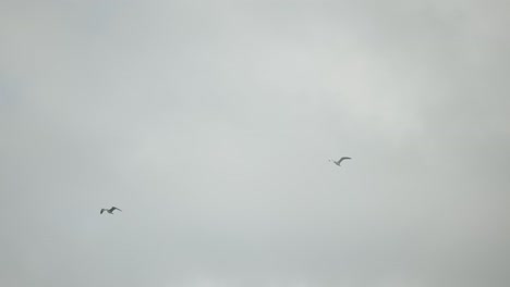 Sea-Gulls-Flying-On-Gloomy-Sky-In-Amalfi-Coast,-Italy