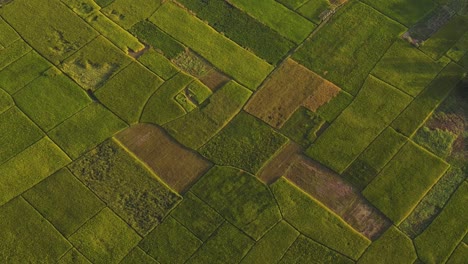Aerial-Birds-Eye-Flying-Over-Patchwork-Green-Fields-In-Rural-Countryside-In-Sylhet