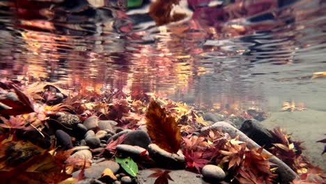 Red-And-Yellow-Foliage-Leaves-Swept-Under-The-Water-Of-Crystal-Clear-River