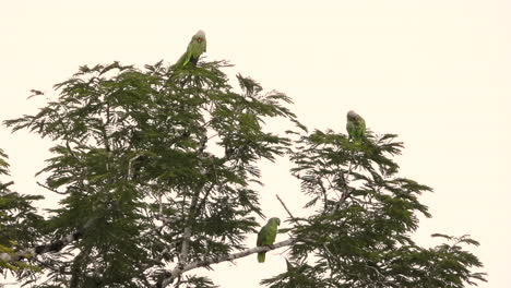 Small-group-of-Red-lored-amazon-parrots-sits-on-top-of-the-tree-basking-and-preening-in-early-morning-hours-in-Forest-of-Panama