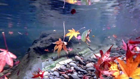Herbstahornblätter-Wurden-Unter-Dem-Wasser-Des-Felsigen-Flusses-Gefegt