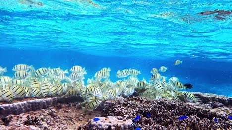 Schule-Der-Sträflingstang,-Die-Sich-An-Den-Korallenriffen-Unter-Dem-Blauen-Meer-Ernährt