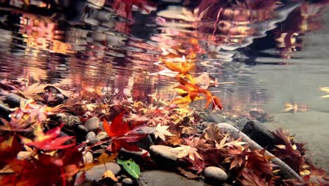 Colourful-Maple-Leaves-Being-Swept-Under-The-Water-Of-Crystal-Clear-River