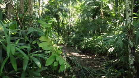 POV-Aufnahme-Von-Der-Bewegung-Durch-Den-Regenwald-Von-Panama-Während-Des-Tages-Mit-Verschiedenen-Palmen-Und-Anderen-Bäumen,-Sichtperspektive