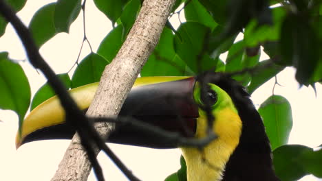 Extreme-closeup-of-Chestnut-Mandibled-Toucan-looking-around-as-it-sits-in-the-tree-,-head-shot