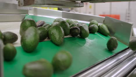 AVOCADOS-ROLLING-ON-A-PACKINGHOUSE-IN-TANCITARO