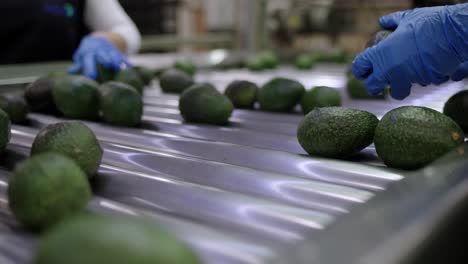 HAND-PICKING-AVOCADOS-IN-A-PACKING-HOUSE-IN-MICHOACAN