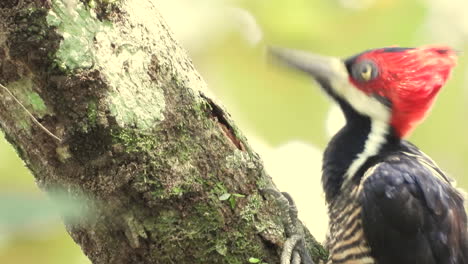Closeup-of-Crimson-Crested-Woodpecker-pecking-and-eating-grubs-from-the-tree-trunk-with-its-beak,-panama-rainforest