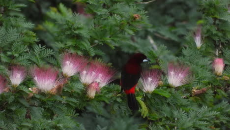 Crimson-backed-tanager-male-feeding-on-beautiful-pink-powderpuff-flowers-for-nectar-is-dominated-and-replaced-by-a-oriole-female