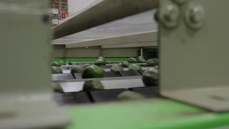 AVOCADOS-IN-A-PACKINGHOUSE-IN-MICHOACAN