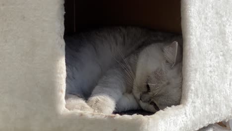 silver-cat-sleeping-in-her-sweet-cat-house-with-some-rays-of-sunlight-hitting