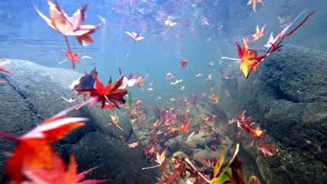 Colourful-Maple-Leaves-Swept-Under-The-Water-Of-Rocky-River