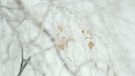 Rauhreif-Auf-Baumblättern-Am-Morgen,-Abstrakter-Winterdetailhintergrund