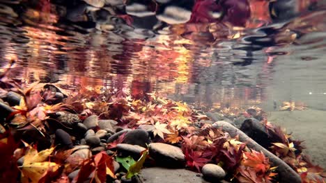 Rocky-Riverbed-With-Autumn-Maple-Leaves-Under-The-Clear-Water-Of-River