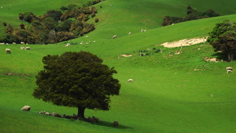 Paisaje-Rural-De-Nueva-Zelanda