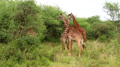 Tower-oif-giraffes-with-different-skin-tones-and-ages-in-Serengeti-National-Park,-Africa