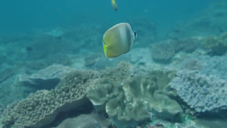 Sunburst-butterflyfish-swims-by-corals-on-seafloor,-underwater-slomo