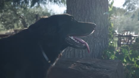 Seitenporträt-Eines-Entzückenden-Schwarzen-Labrador-Retriever-Hundes-Mit-Herausgestreckter-Zunge