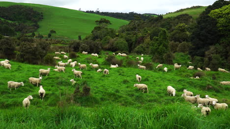 Sheeps-roaming-freely-in-the-Catlins-area,-New-Zealand