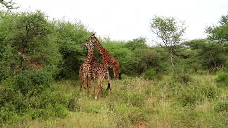 Turm-Aus-Vier-Giraffen,-Zwischen-Denen-Zwei-Ihren-Langen-Hals-Aufrollen,-Afrika