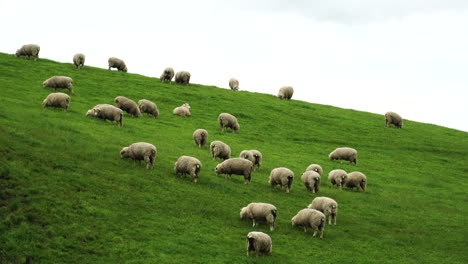 Eine-Herde-Von-Schafen,-Die-In-Neuseeland-Auf-Einem-Grünen,-Grasbewachsenen-Hügelfeld-Herumlaufen