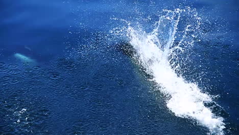 Orca-Wale-Schwimmen-Und-Springen-Aus-Dem-Wasser