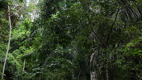 Panamanian-White-Faced-Capuchin-monkey-jumping-and-climbing-lush-trees,-Slow-motion-shot