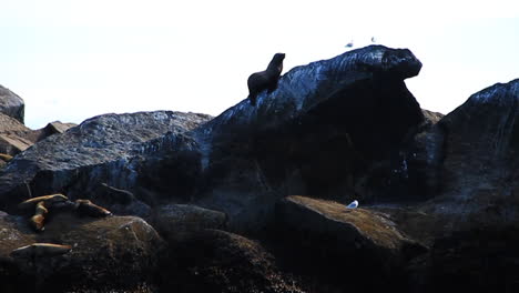 Seal-Crawls-up-Rock-next-to-Seagulls-in-Alaska